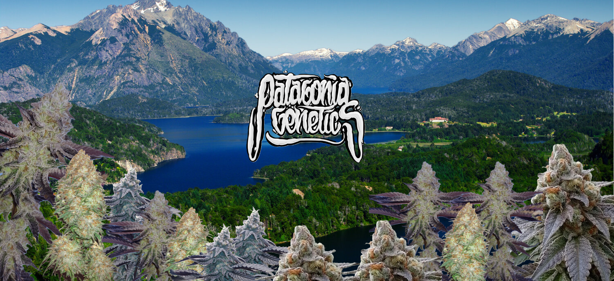 Patagonia Genetics Hero